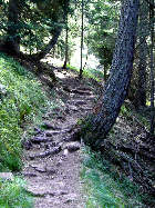 fast alle Wanderwege sind bequem zu laufen - auch die Wurzeln sind recht hilfreich, wenn es einmal etwas steiler wird