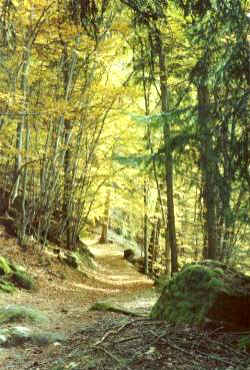 Weg zum Tschaufen im Herbst