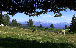 Rinder weiden auf dem M�ltener Joch (ca. 131 kBaytes)