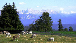 K�he weiden auf dem M�ltner Joch